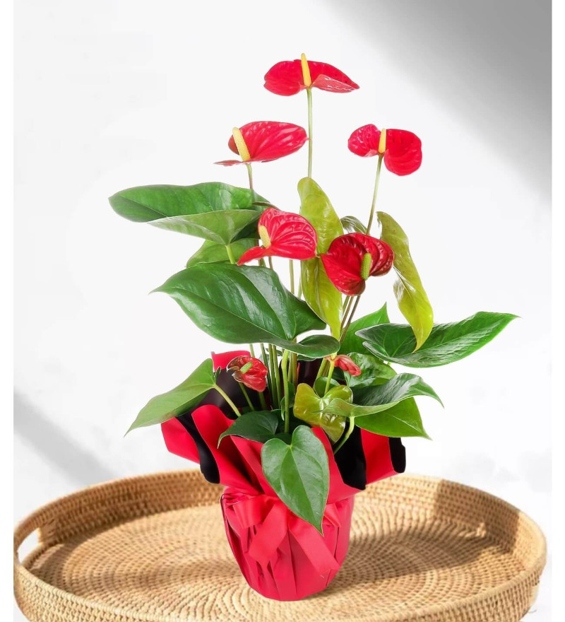 ANTORYUM ÇİÇEĞİ