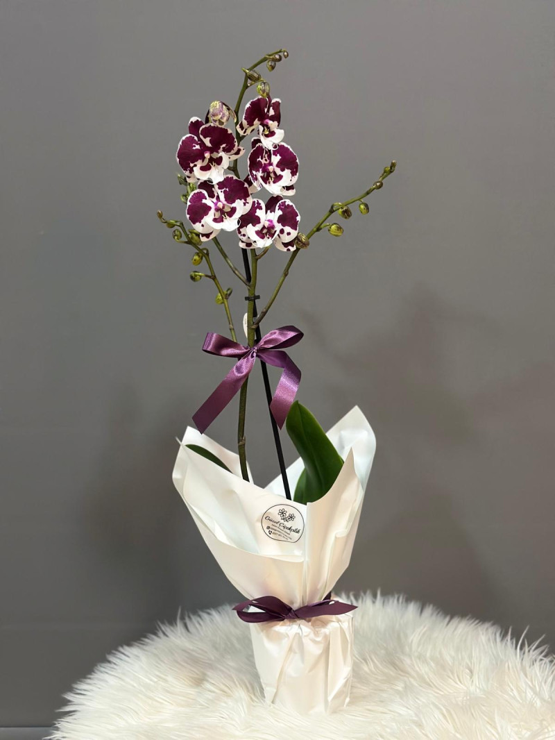 TEK DAL İTHAL ORKİDE